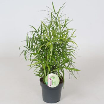 Asparagus 'Falcatus'