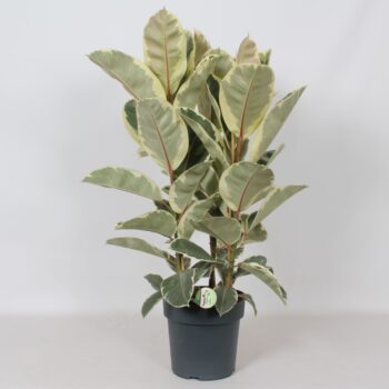 Ficus 'Tineke'