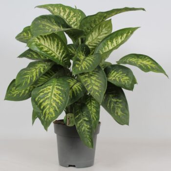 Dieffenbachia 'Reeva'
