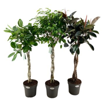 Ficus vlechtmix p27