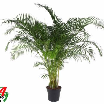 Dypsis Lutescens(Areca) P40