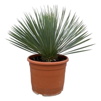 Yucca Rostrata P30 70cm