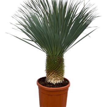 Yucca Rostrata P55 160cm