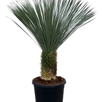 Yucca Rostrata P65 180cm