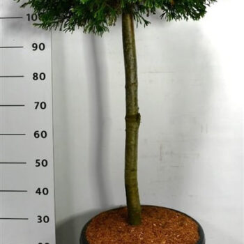 Chamaecyparis l. 'Brégeon'