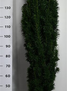 Taxus b. 'Fastigiata Robusta'