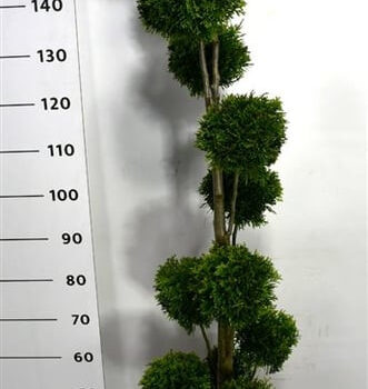 Thuja occ. 'Smaragd'