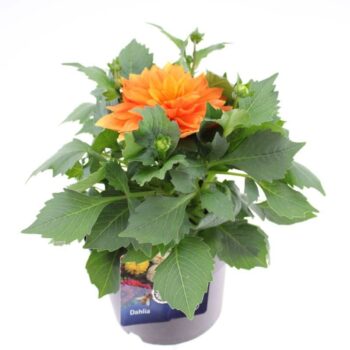 Dahlia Dalina Maxi Apricot