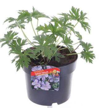 Geranium pratense Splish-splash