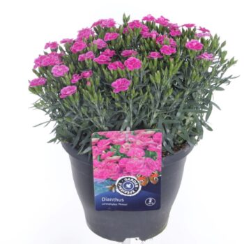 Dianthus caryophyllus Peman