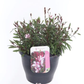 Gaura lind. Gaudi Medium Pink