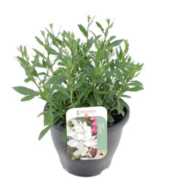 Gaura lind. Gaudi Medium White