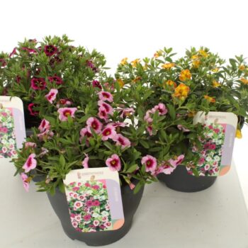 Calibrachoa mix