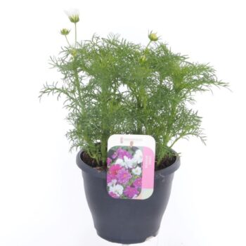 Cosmos Casanova White