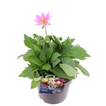 Dahlia Dalina Maxi Starbust Pink