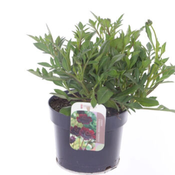 Cosmos atrosanguineus Hot Chocolate