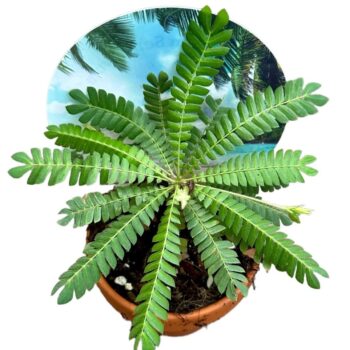 Biophytum Sensitivum