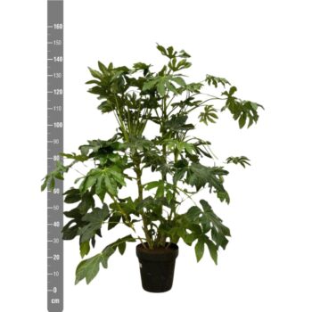 Fatsia Japonica - 150cm