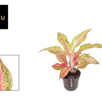 Aglaonema Tahiti Red