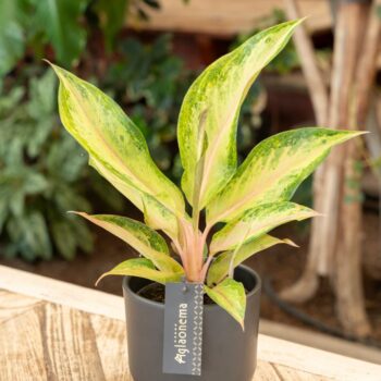 Aglaonema Guave Pink