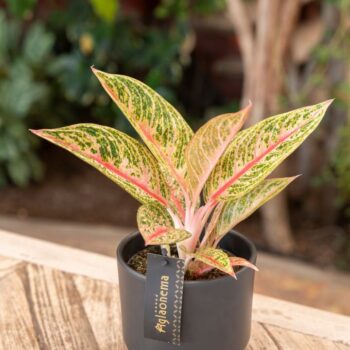 Aglaonema Romance Red