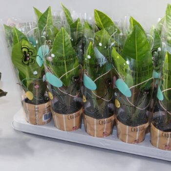 Croton Petra 9cm in Design Hoes"Sunshiners®"