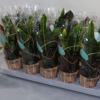 Croton Excellent 9cm in Design Hoes"Sunshiners®"