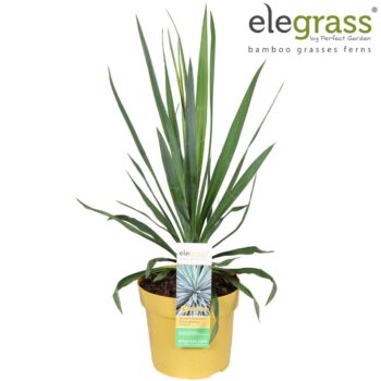 Yucca gloriosa 'Variegata' P19