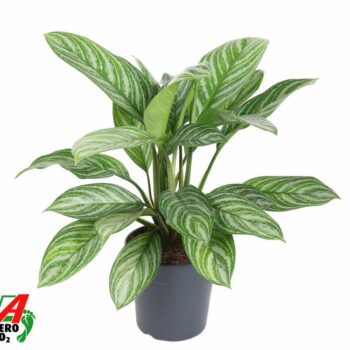 Aglaonema Stripe