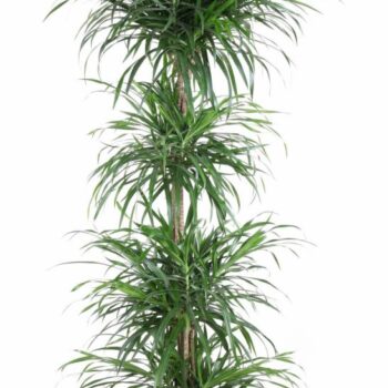 Dracaena Anita Varriegata Carrousel