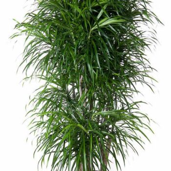 Dracaena Anita variegata vertakt P31