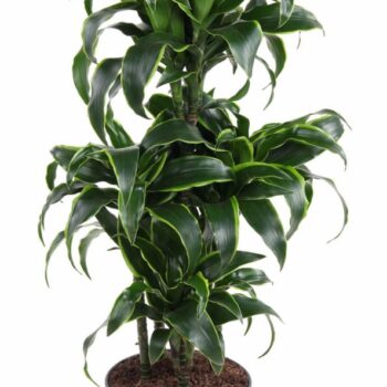 Dracaena Dorado 60-carrousel
