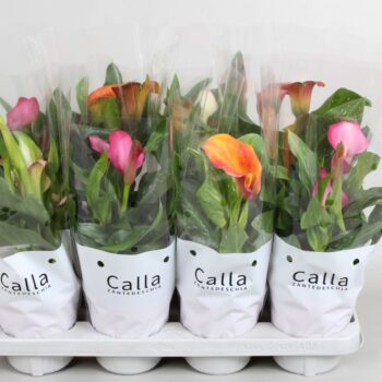 Zantedeschia gemengd Castlemix