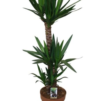Yucca 90-45-20 - 2+ kop