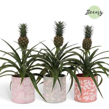 Ananas Mi Amigo Sevilla