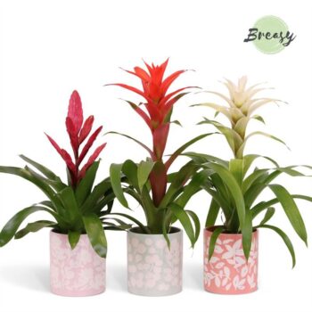 Bromelia Charming Sevilla