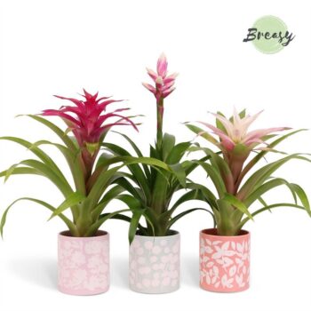 Bromelia Royal Charming Sevilla