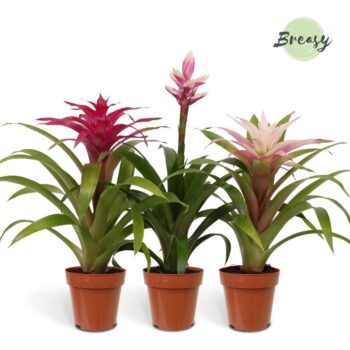 Bromelia Royal Charming