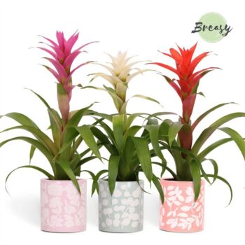 Guzmania Charming Sevilla