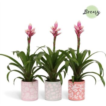 Guzmania Rockyflower Candy Sevilla