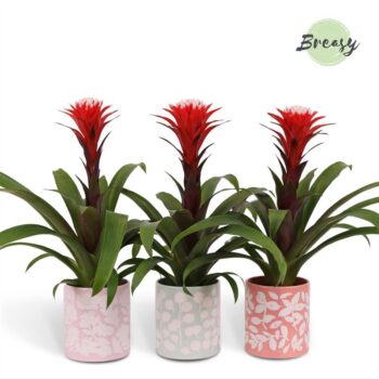 Guzmania Rockyflower Hope Sevilla