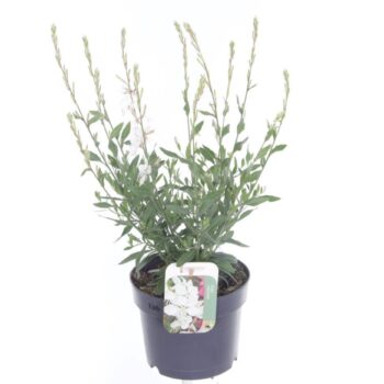 Gaura lindheimeri Steffi White