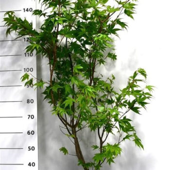 Acer pal. 'Osakazuki'