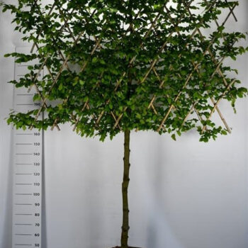 Carpinus betulus