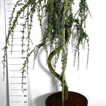 Cedrus atl. 'Glauca Pendula'