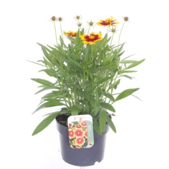 Coreopsis grand. Uptick Gold&Bronze