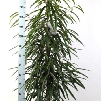 FICUS binnendijkii Alii