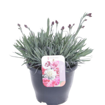 Dianthus Patio Garden Pinks mix