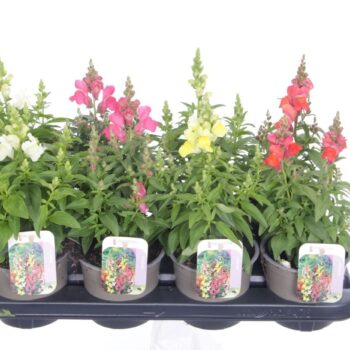 Antirrhinum majus mix