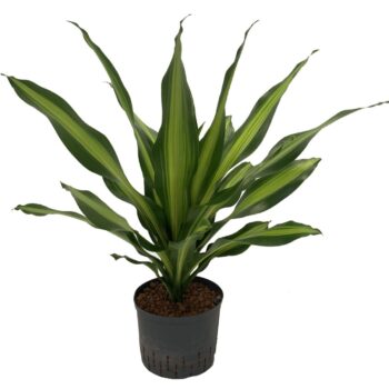 Dracaena fragrans 'Burley'